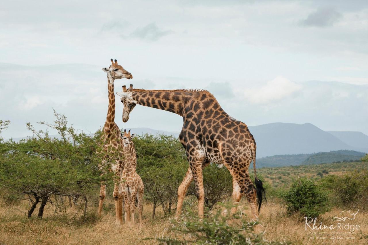 Rhino Ridge Safari Lodge KwaNompondo Exteriér fotografie