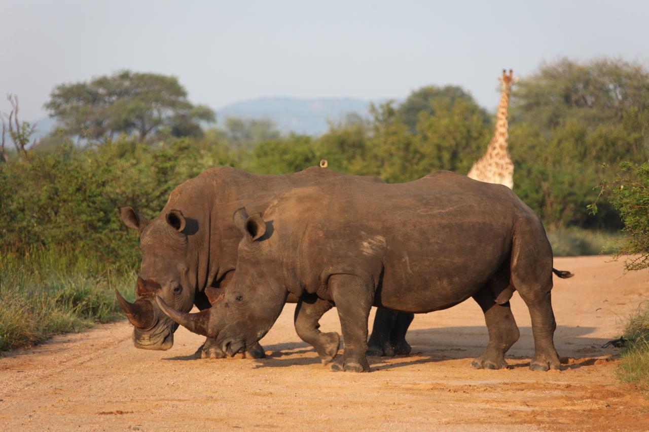 Rhino Ridge Safari Lodge KwaNompondo Exteriér fotografie