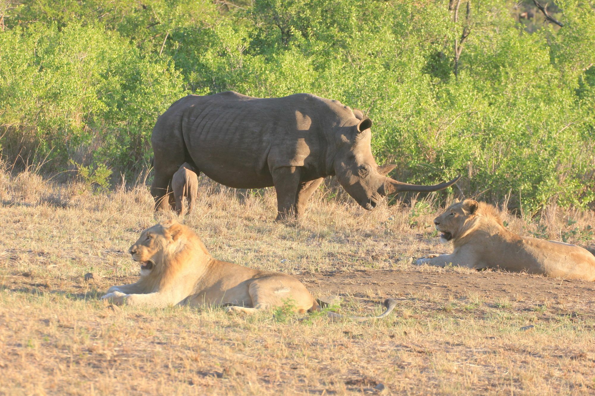 Rhino Ridge Safari Lodge KwaNompondo Exteriér fotografie